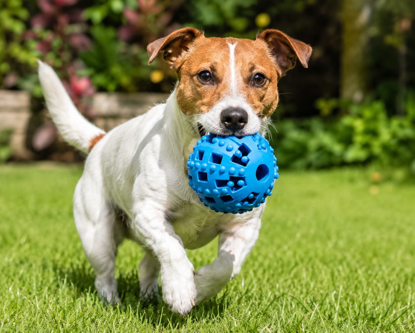 Interactive Treat Dispensing Ball Toy for Dogs and Puppies